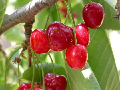 Le temps des cerises